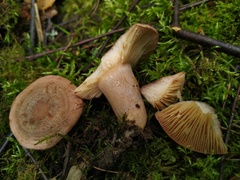 Lactarius trivialis