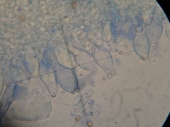 Inocybe appendiculata