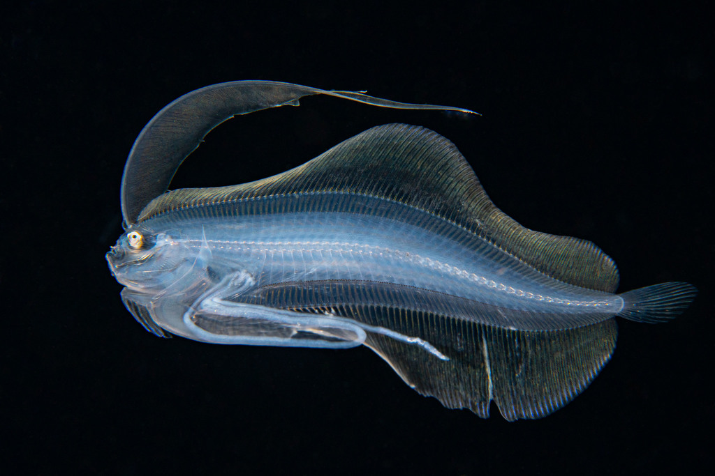 Hawaiian Pelican Flounder