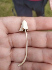 Conocybe apala