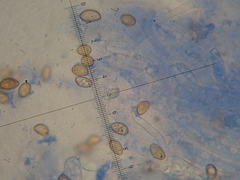 Inocybe appendiculata