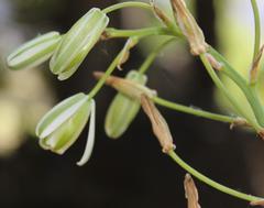 Albuca canadensis