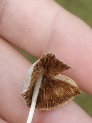 Conocybe apala