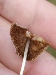 Conocybe apala