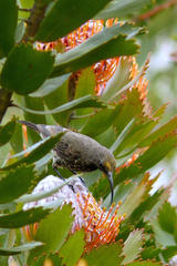 Leucospermum glabrum