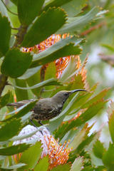Leucospermum glabrum
