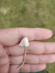 Conocybe apala