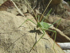 Acrometopa macropoda