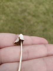 Conocybe apala