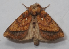 Papaipema leucostigma