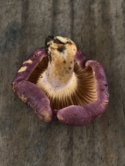Cantharellus violaceovinosus