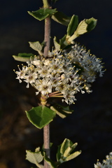 Ceanothus otayensis
