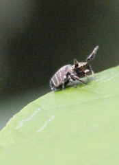 Rhene albigera