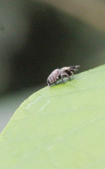 Rhene albigera