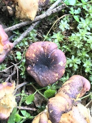Cantharellus violaceovinosus