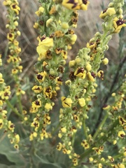 Verbascum × incanum