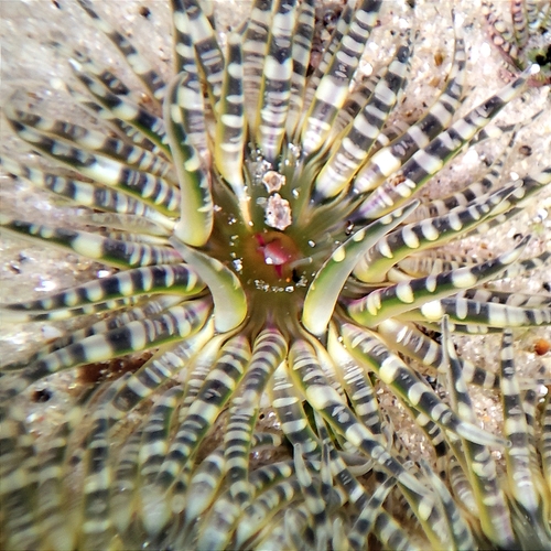 Gem Anemone, photo 9 of 9
