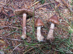 Inocybe napipes
