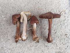 Inocybe napipes