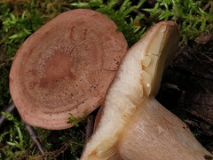 Lactarius trivialis