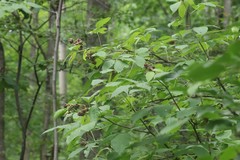 Eleutherococcus sessiliflorus