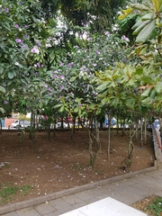 Brunfelsia grandiflora