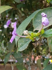Brunfelsia grandiflora
