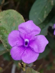 Brunfelsia grandiflora
