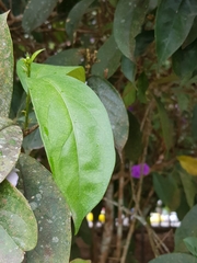 Brunfelsia grandiflora