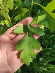 Crataegus nigra