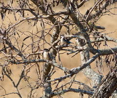 Halcyon chelicuti chelicuti