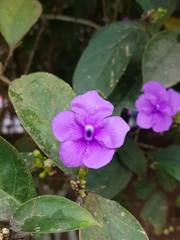 Brunfelsia grandiflora