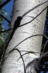 Populus × canescens