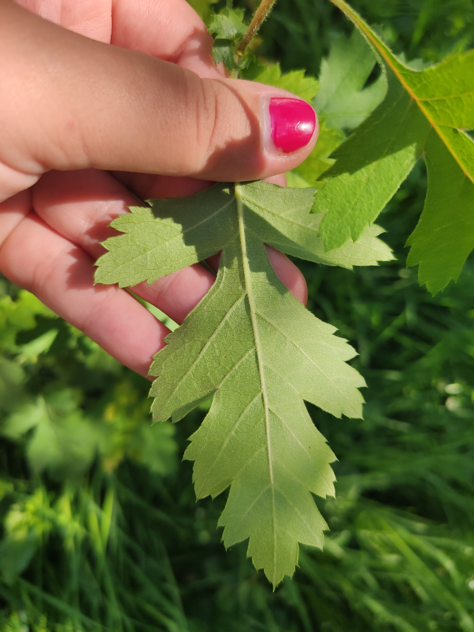 Crataegus nigra