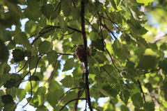 Populus × canescens