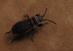 Scantius forsteri