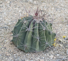 Ferocactus wislizeni