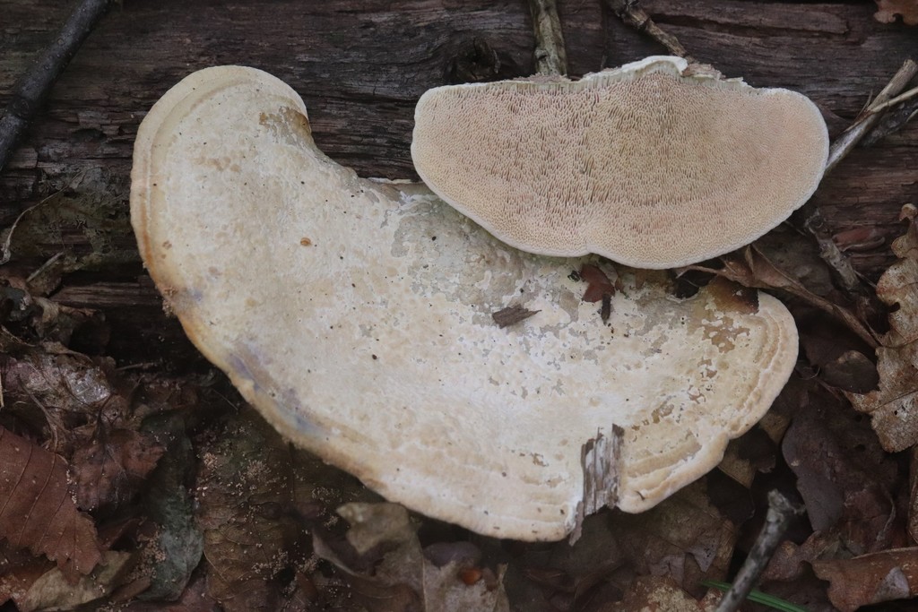 Fomitopsis dickinsii · August 2021 · photo: © ninacourlee (iNaturalist, cc-by)