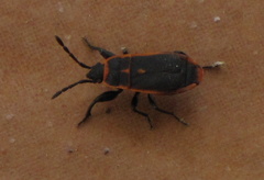 Scantius forsteri