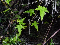 Dioscorea reticulata