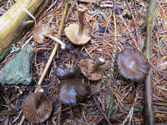 Inocybe assimilata