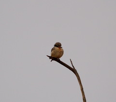 Halcyon chelicuti chelicuti