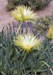 Conicosia pugioniformis