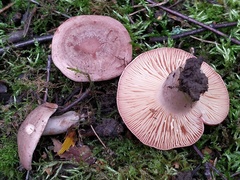 Lactarius trivialis