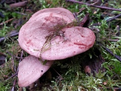 Lactarius trivialis