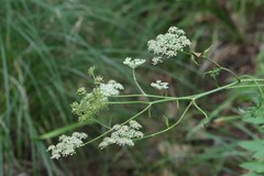 Angelica czernaevia