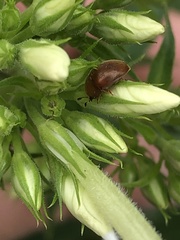 Cychramus luteus