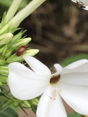 Cychramus luteus
