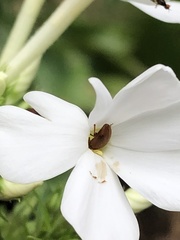 Cychramus luteus