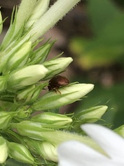 Cychramus luteus
